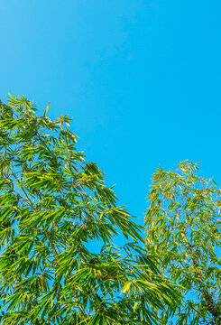 竹子装饰画素材