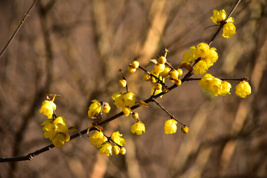 黄蜡梅花