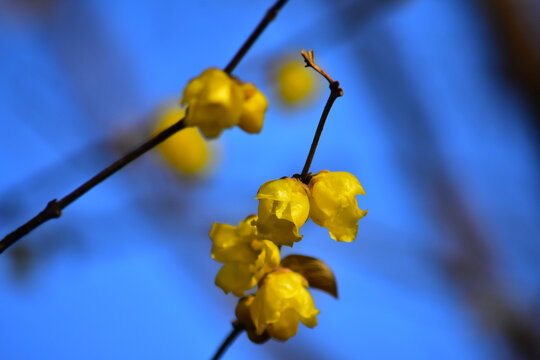 黄蜡梅花