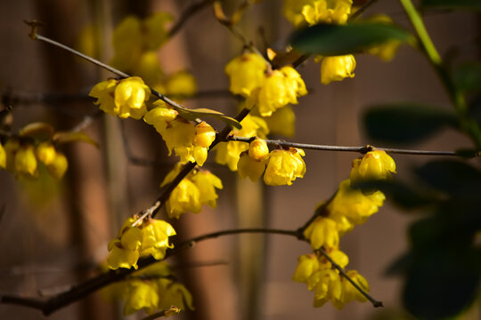 黄蜡梅花