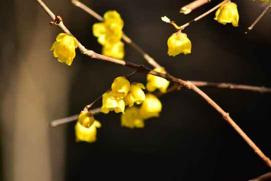 蜡梅花