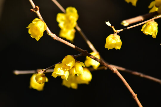 蜡梅花