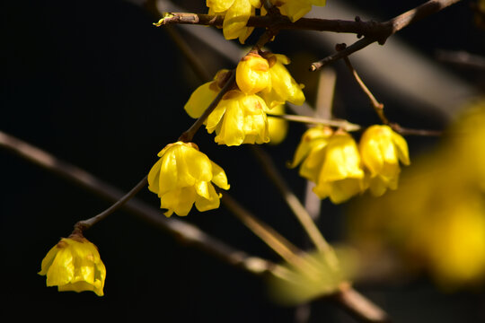 蜡梅花