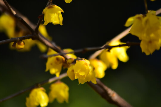蜡梅花
