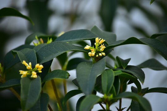 桂花