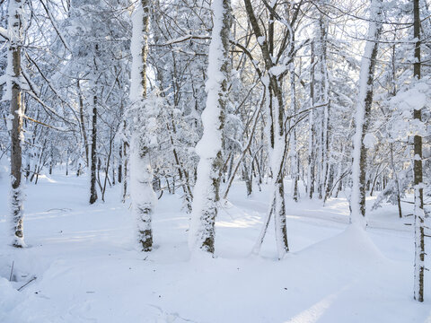 冰雪森林