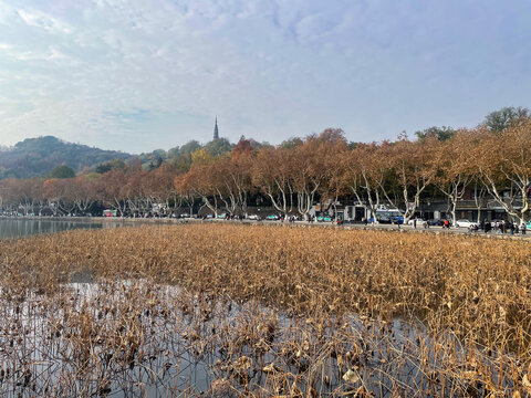 杭州西湖十景断桥残荷