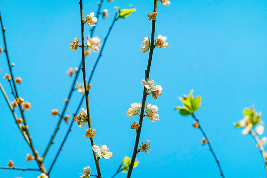 梅花装饰画素材