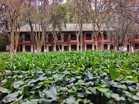 云南大学荷塘映楼
