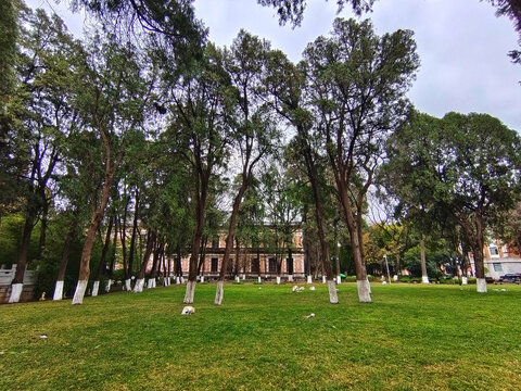 云南大学树林与草坪