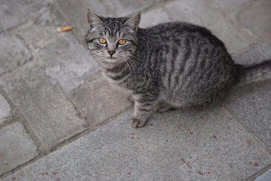 狸花猫