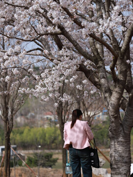 赏樱花