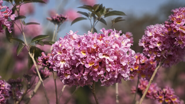 紫花铃木