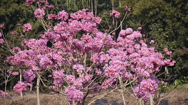 紫花风铃木