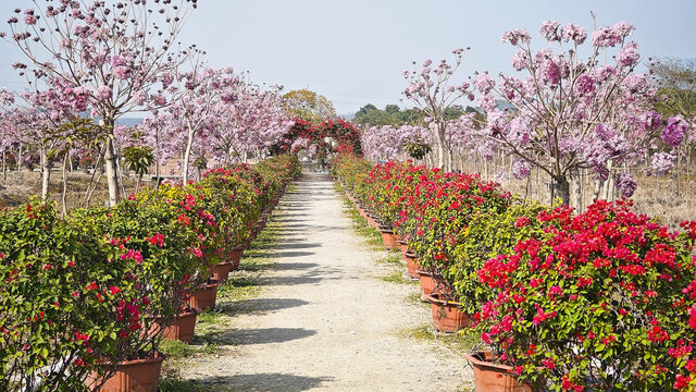 鲜花步道