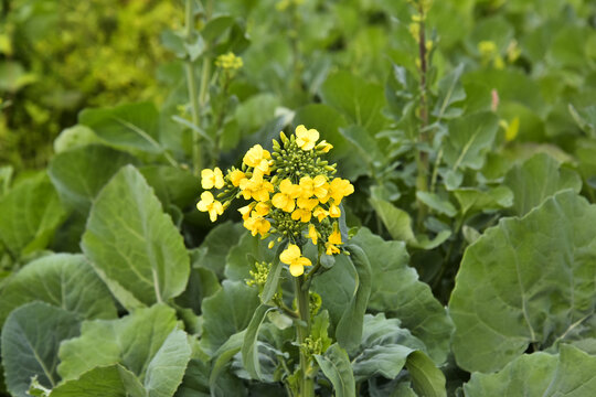 油菜花