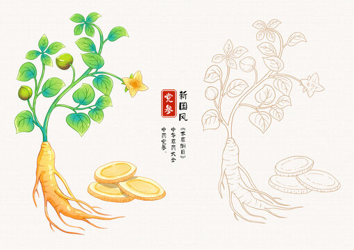 党参中草药插画