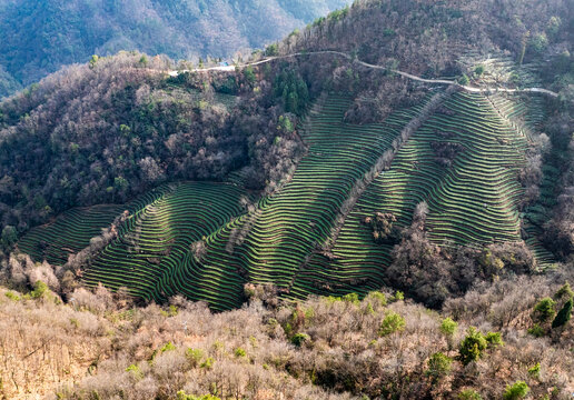 武当山八仙观茶园