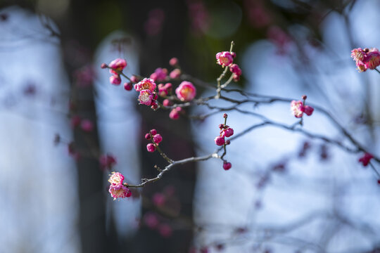 红梅花开