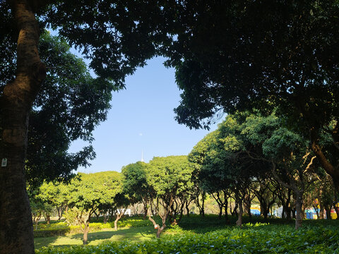 树林