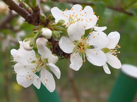 李花