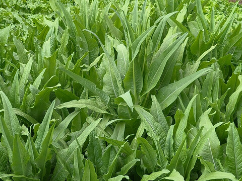 油麦菜