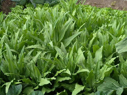油麦菜