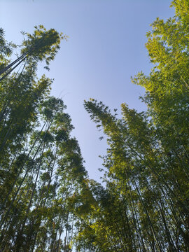 竹林
