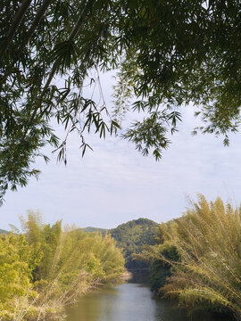 竹林