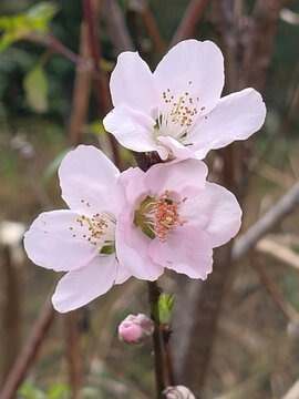 桃花