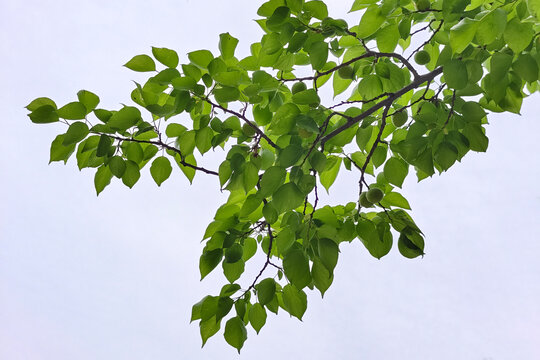 灌木或小乔木山杏