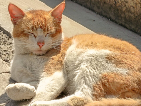 晒太阳的猫咪