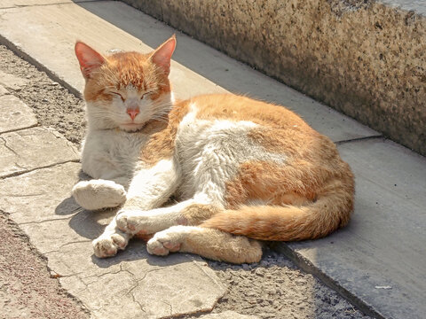 晒太阳的猫咪