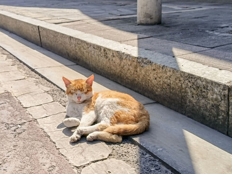 晒太阳的猫咪