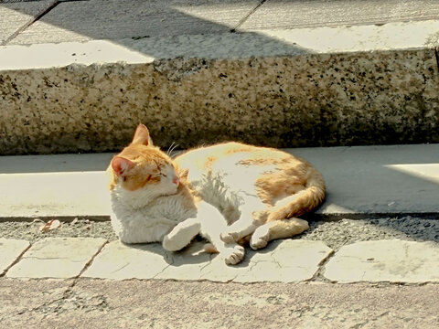 晒太阳的猫咪