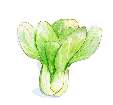 手绘水彩插画上海青