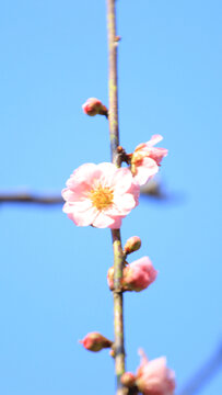 宫粉红梅