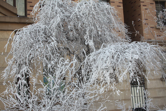 雪树银花