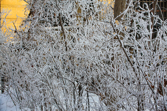 雪树银花