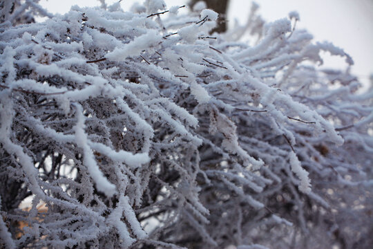 雪树银花