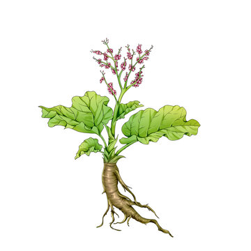 中草药大黄手绘中药药材