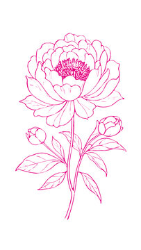 牡丹花朵插图版画素描底纹包装矢量图