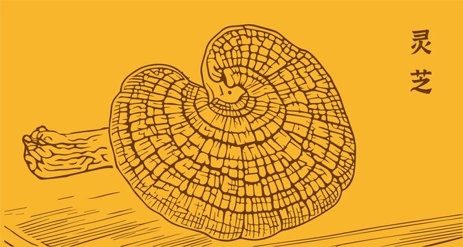 灵芝插画