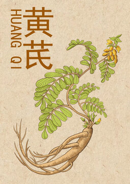 黄芪