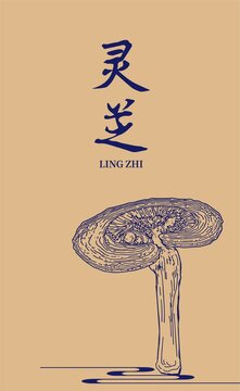 灵芝