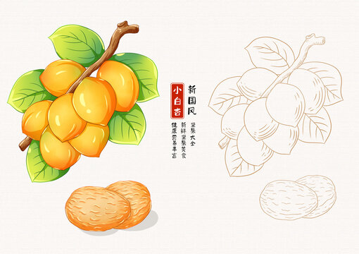 小白杏插画白描