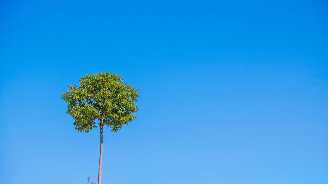 树和天空