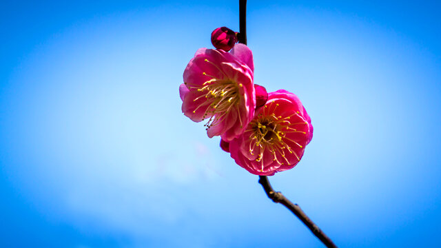 微距梅花