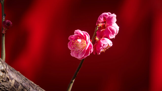 高清梅花