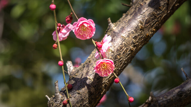 红梅花开